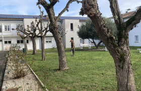 Taille d'arbres