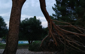  Abattage d'un arbre toulouse